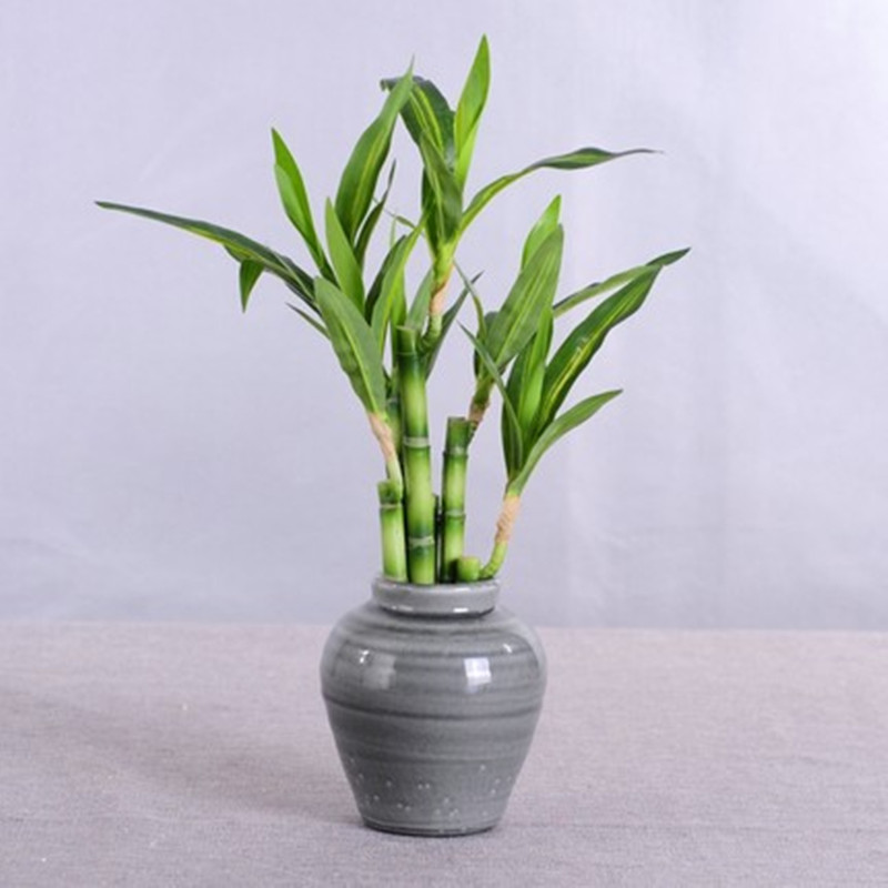 Mới 40Cm RFtificial May Mắn Tr - đánh giá và giá Outdoor Furniture Green